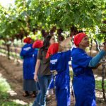 Drop in grape volumes for South Africa