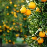 South Africa citrus expansion set to slow down