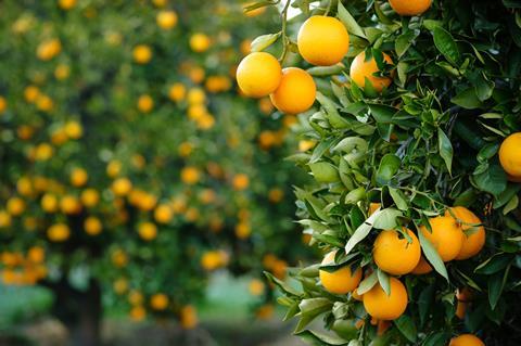 South Africa citrus expansion set to slow down