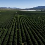 South Africa cuts citrus export forecast again amid mounting seasonal pressures