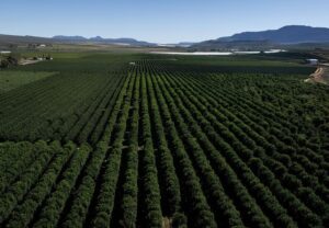 South Africa cuts citrus export forecast again amid mounting seasonal pressures