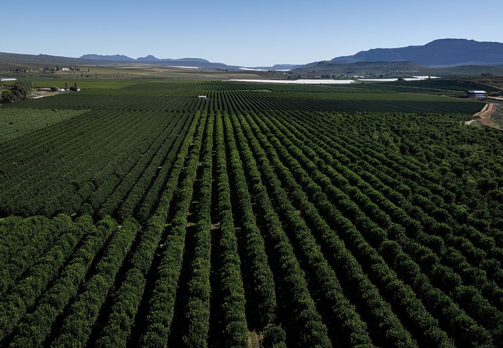 South Africa cuts citrus export forecast again amid mounting seasonal pressures